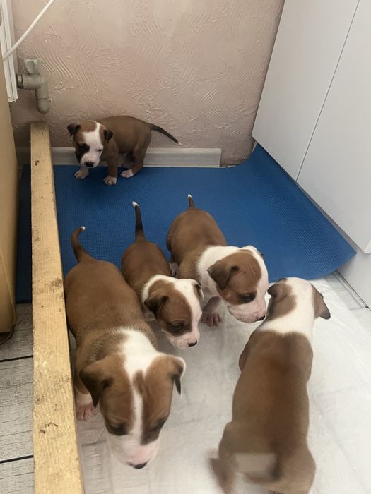 Цуценята амстаффа