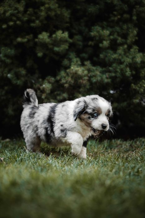 Kenzo Z Bratkowej Ohany  FCI Miniaturowy Owczarek Amerykański