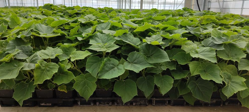 Paulownia Híbrida Turbo Pro em Vaso de 600 ml