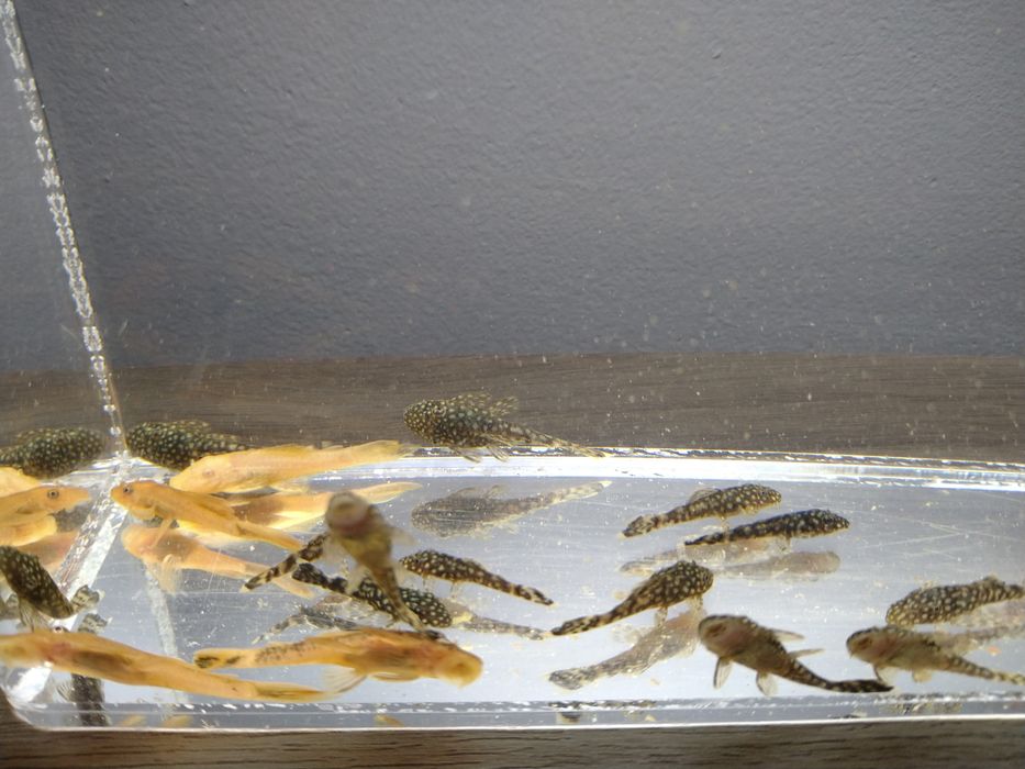 Молінезія жовта і мечоносці