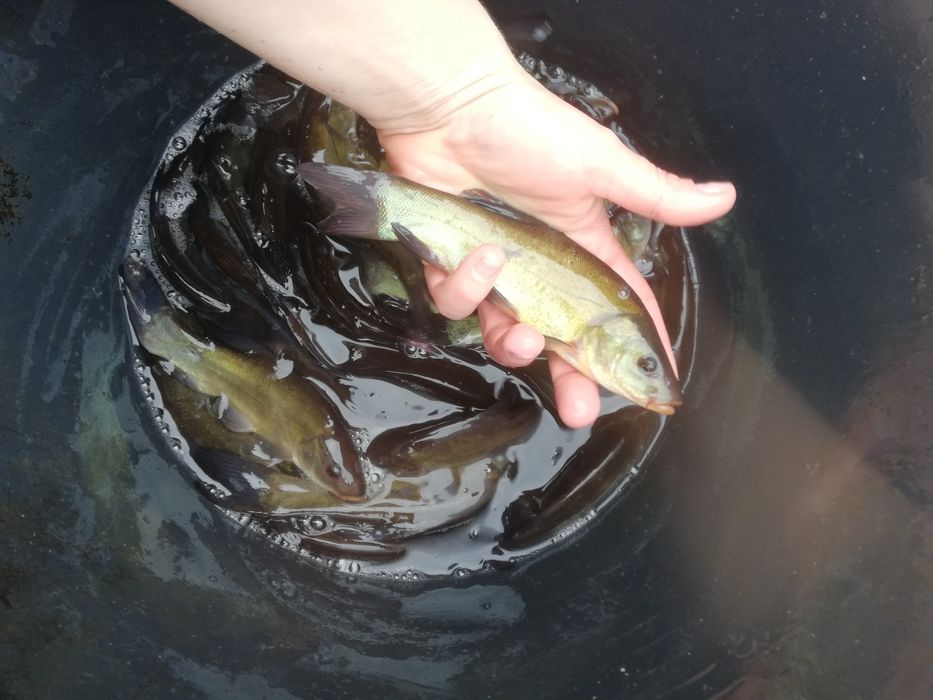 Lin kroczek 18-23cm Dostępny! Karp, Płoć, Amur
