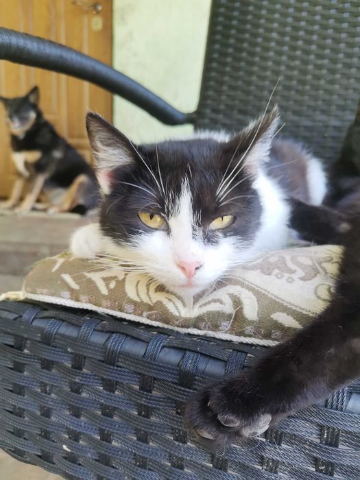 Віддам кицю стерилізовану