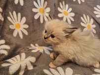 Ragdoll- dziewczynka seal point mitted lynx