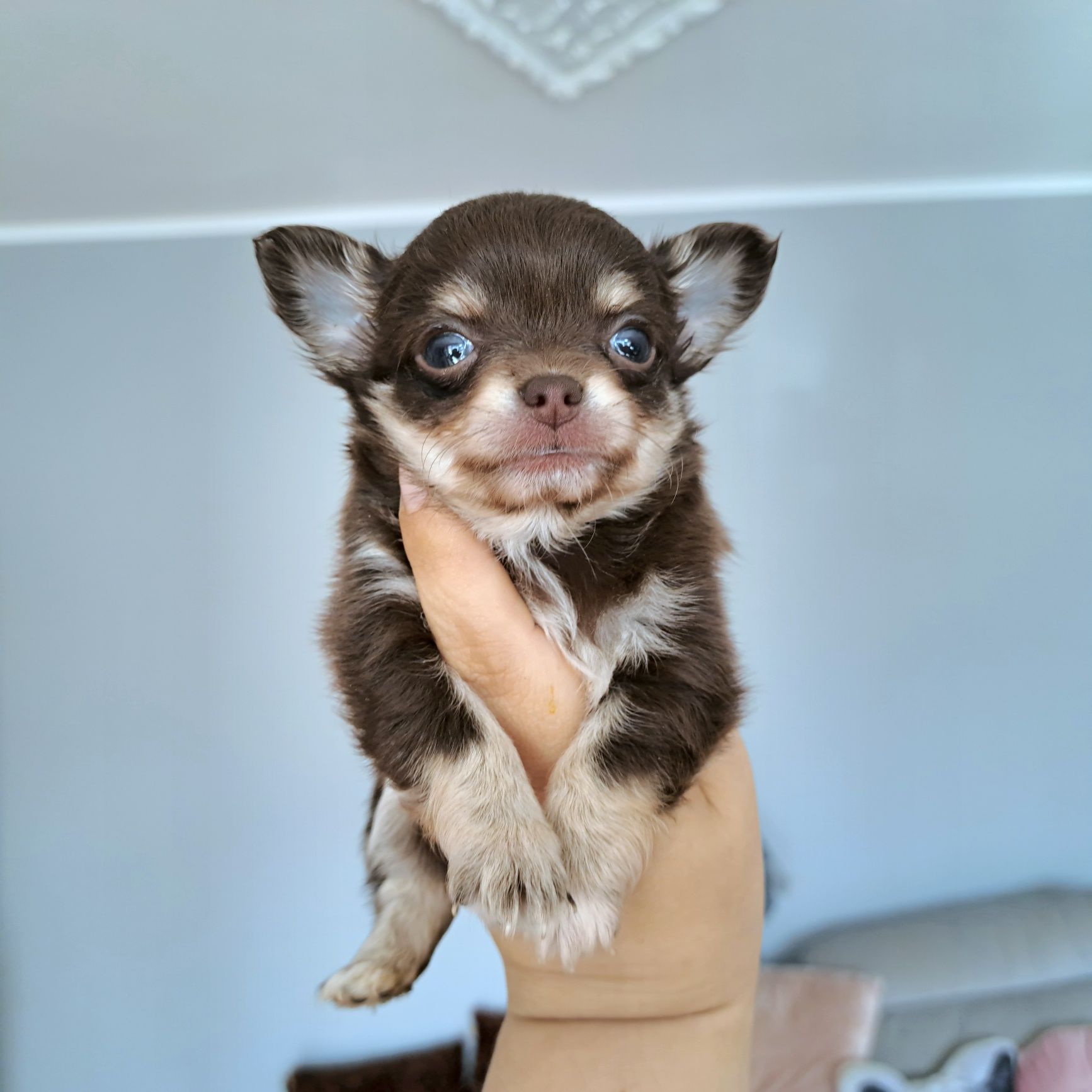 Charlie przepiękny długowłosy chłopiec Chihuahua