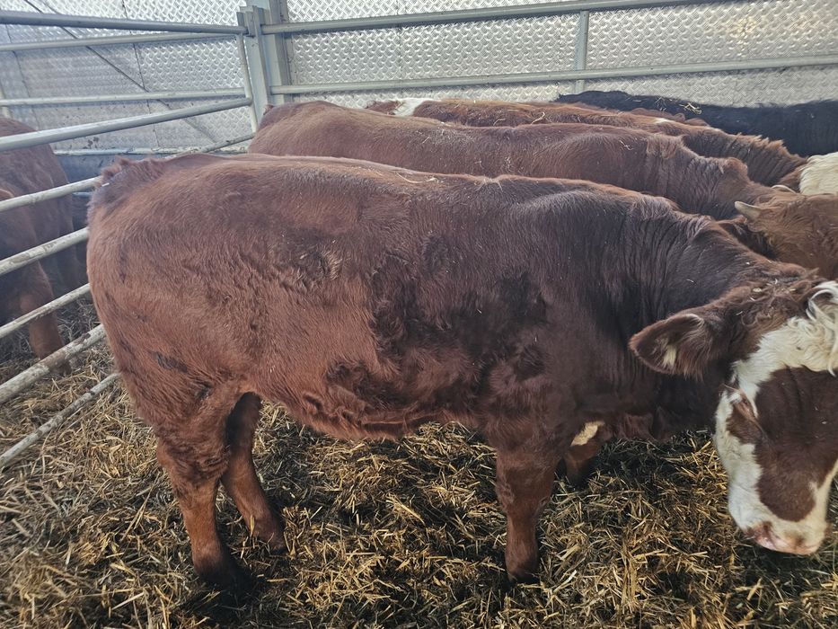 Sprzedam byki odsadki BBB SM LM MM