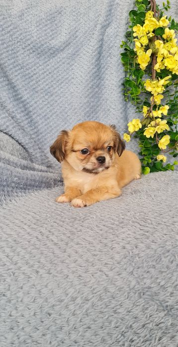 Excecional pelo longo mini Chihuahua.Chiuaua, Qualidade linhagemRussa