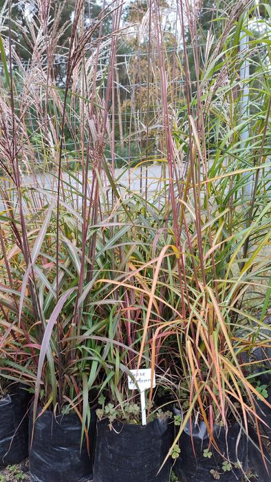 Trawy ozdobne , miskant chiński Memory w doniczkach 3 l.