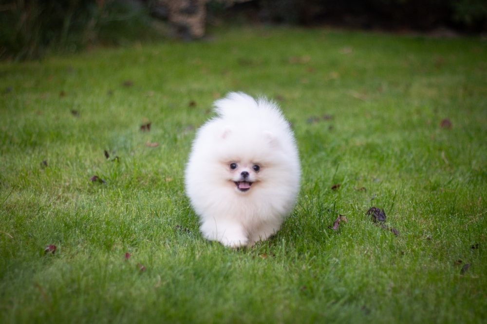 Pomeranian suczka biala FCI