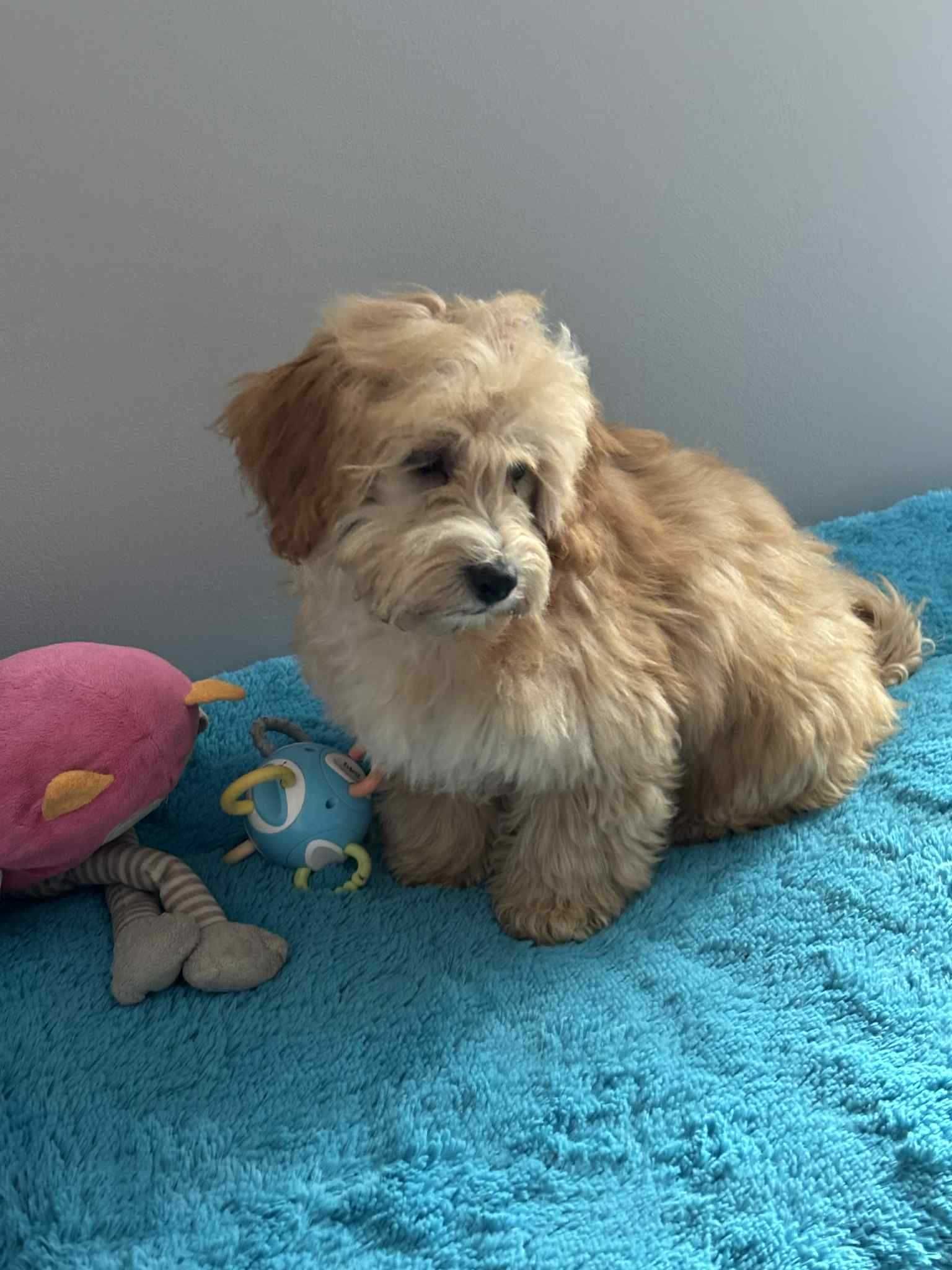 Maltipoo F1-maltańczyk/pudel toy -Pies