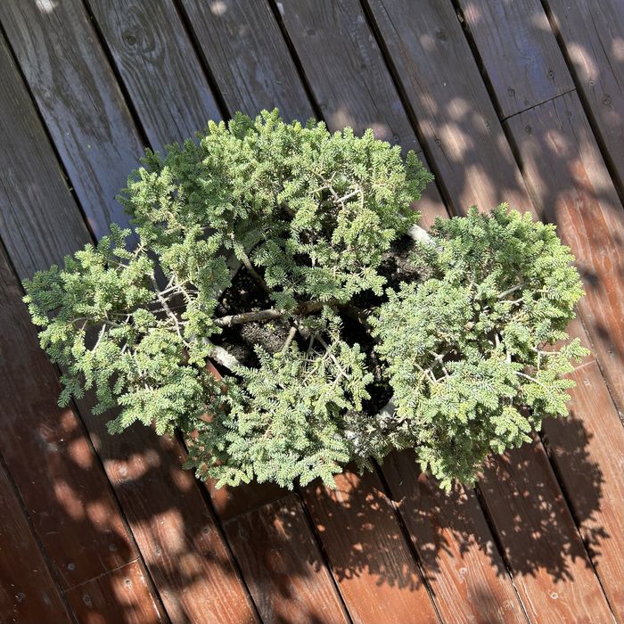 Donica ręcznie wykonana bonsai swierk mini