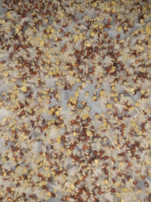 Продам насіння броколі для мікрогрін, семена брокколи для микрогрин