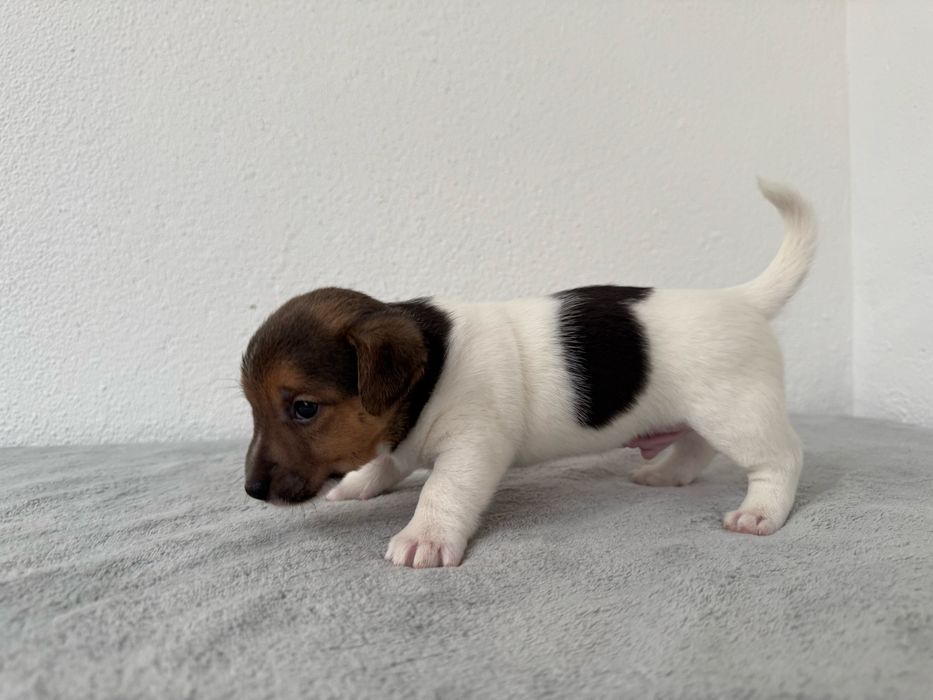 Jack Russel Terrier  macho pelo curto