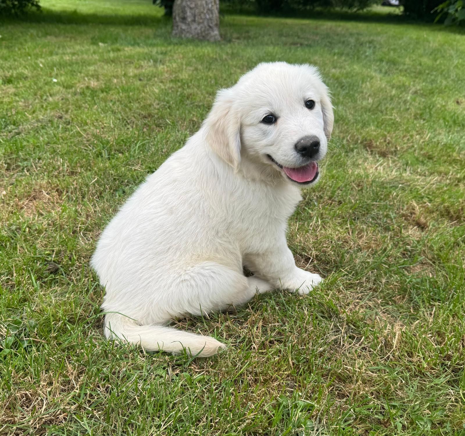 Golden Retriever FCI