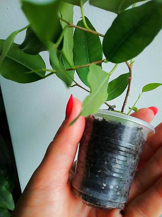 Фікус Бенджаміна Екзотика(Бенджаміна ‘Exotica’)