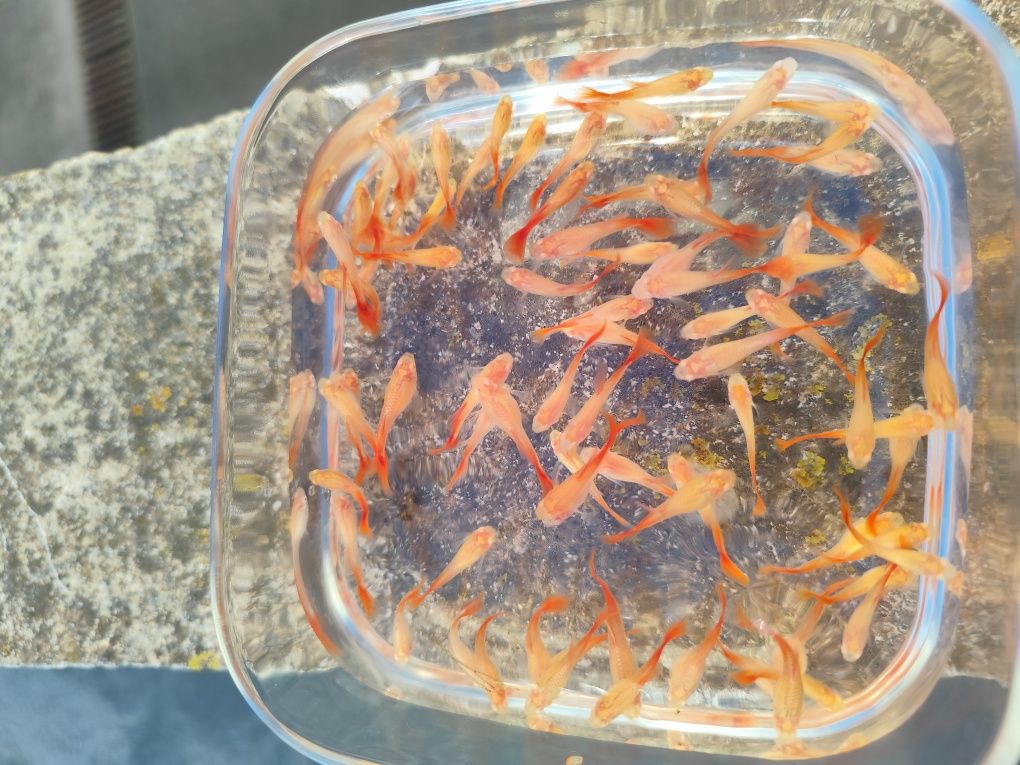 Guppy FullRed Albinos
