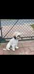 Oddam w dobre ręce 3 letnie Shih tzu