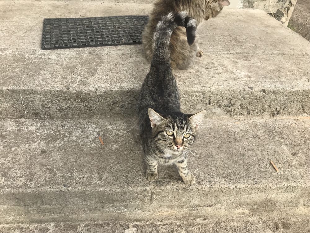 Гарненький котик в добрі руки