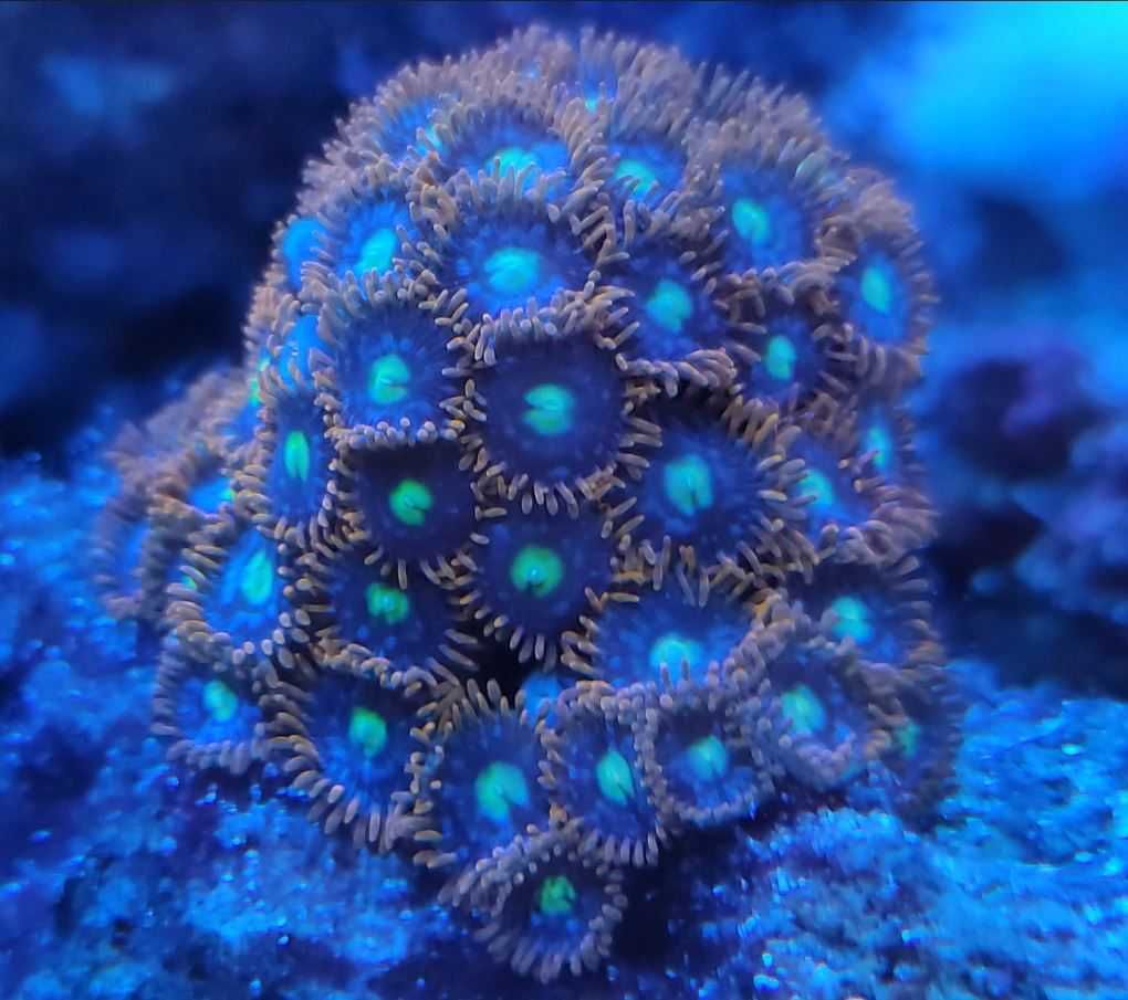 Zoanthus zoa Punk Rocker Zoas 3polipow akwarium morskie