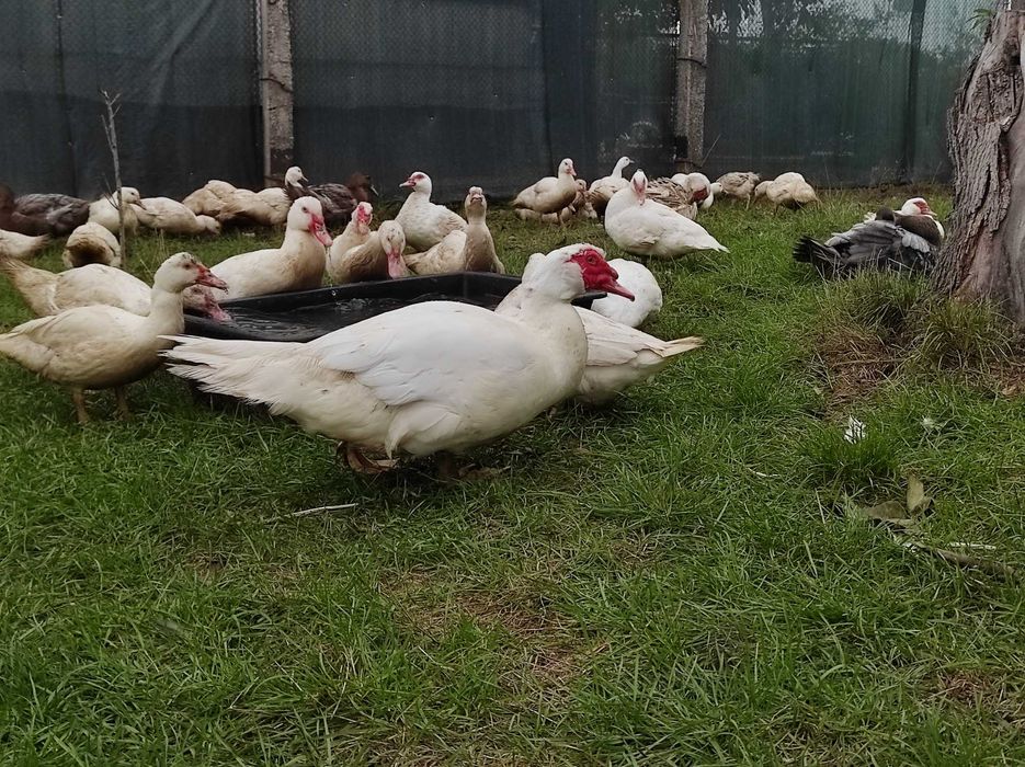 Мускусні качки важка лінія німецька селекція, молодняк та дорослі
