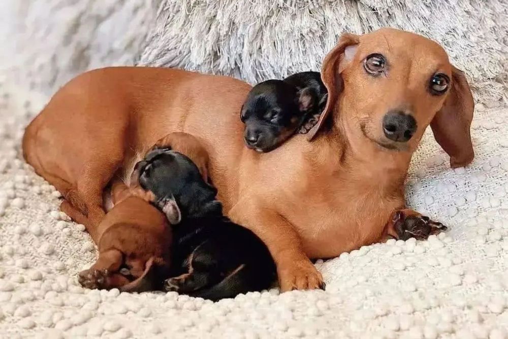 Чорні та руді таксята