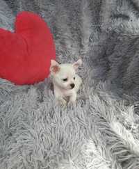 Chihuahua biały słodziak