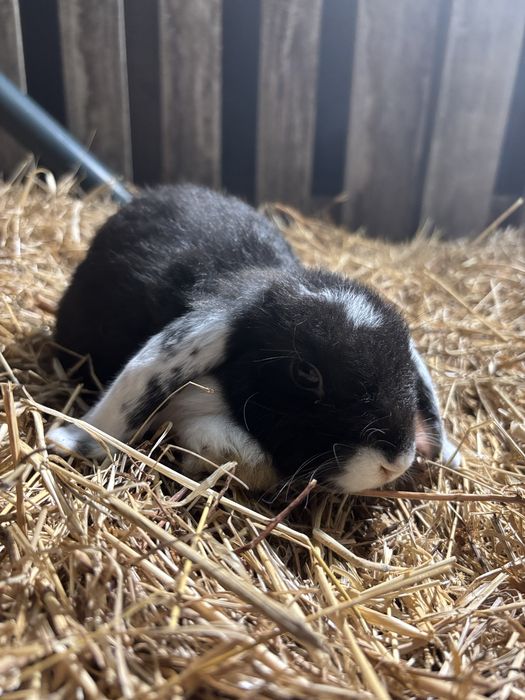 Coelhinhos orelhudos