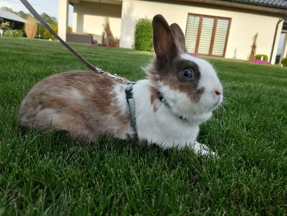 Króliki  miniaturki