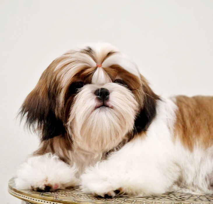 Shih-tzu dziewczynka na sprzedaż FCI