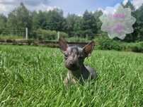 XOLO ¤ Nagi Pies Meksykański miniaturowy ¤ suczka