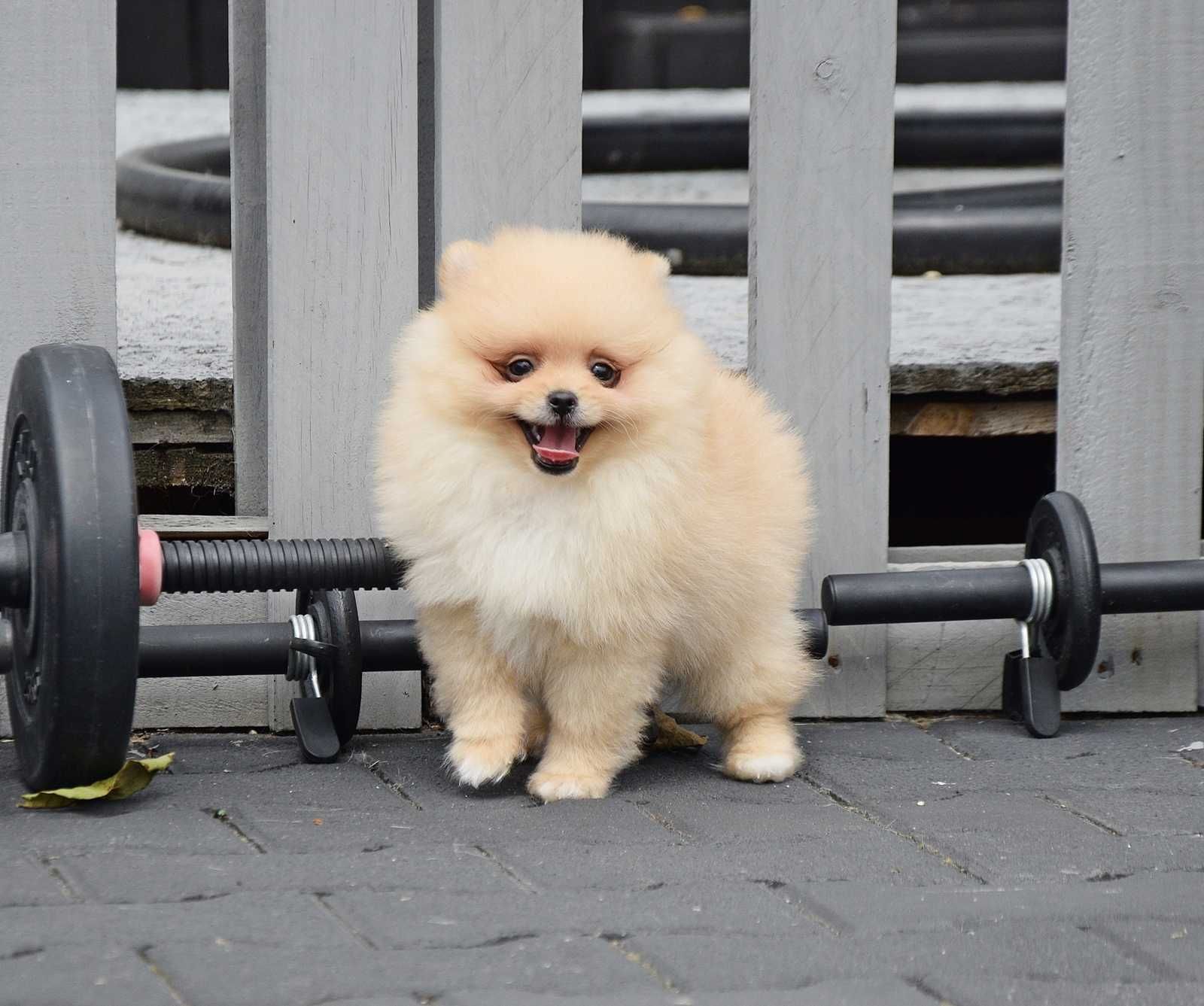 Piesek Pomeranian- Oskar- gotowy na kochający dom