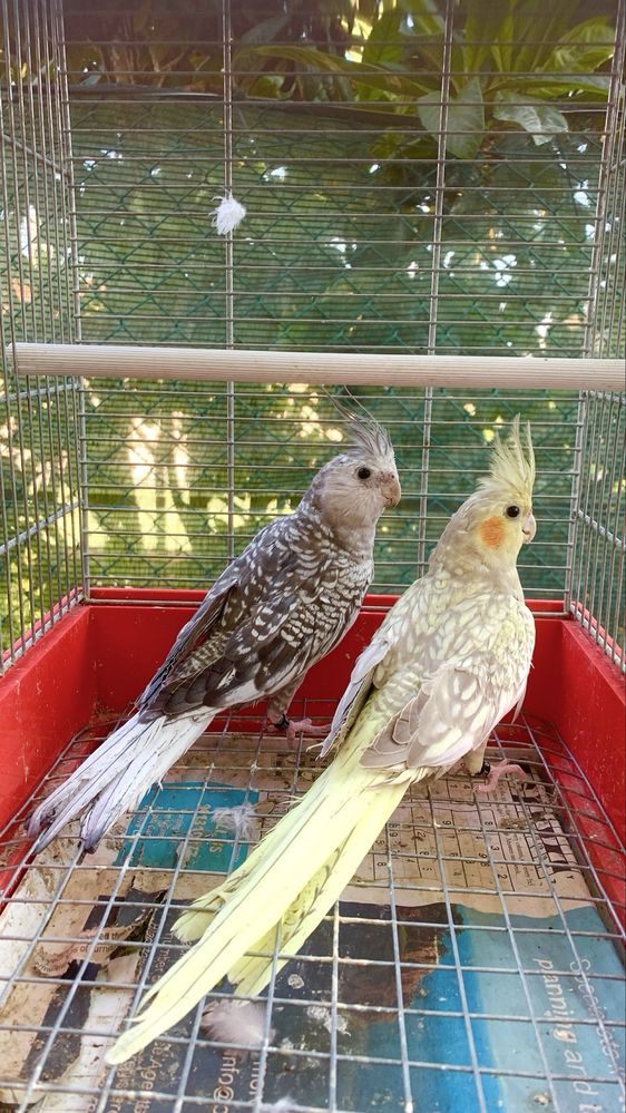 Disponiveis casais caturras , resicollis longfeather e piriquitos ingl
