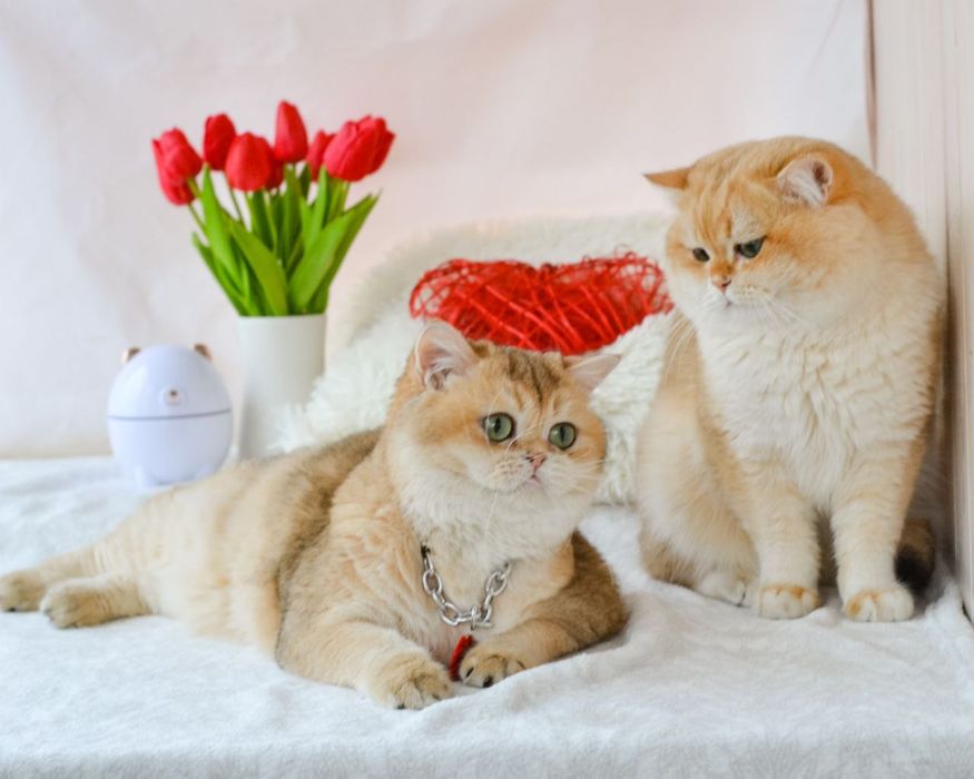 Доросла золота британка