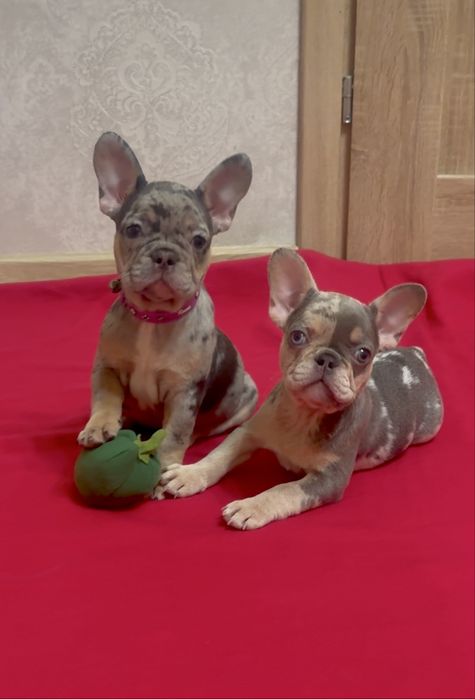 СтАндарт та міні ексклюзивні цуценята