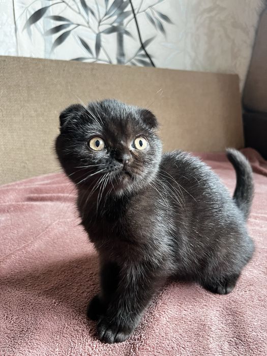 Шотландский вислоухий котенок (мальчик)