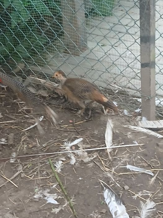 Молодий Золотий фазан