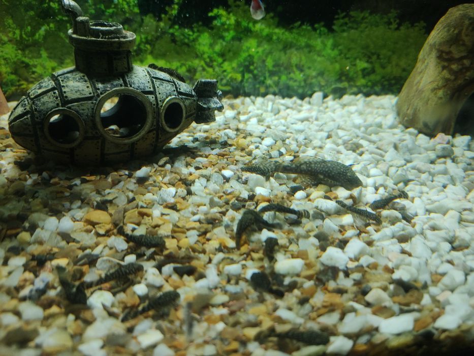 glonojady  młode glonojad rybka akwariowa Zamiana