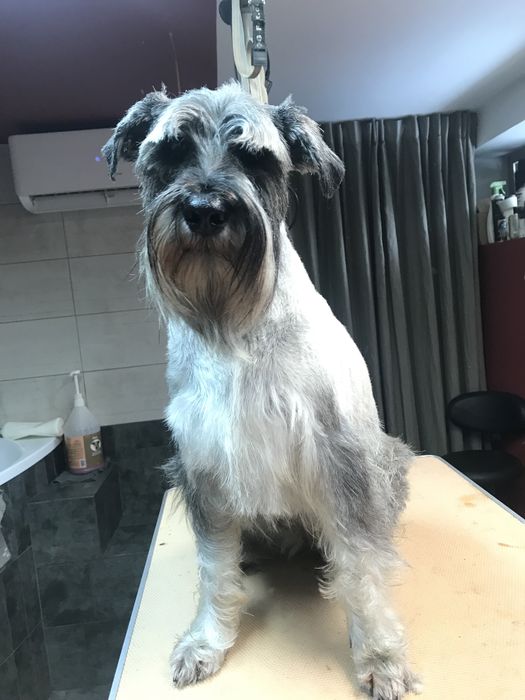 strzyżenie psów psi fryzjer ochojec katowice