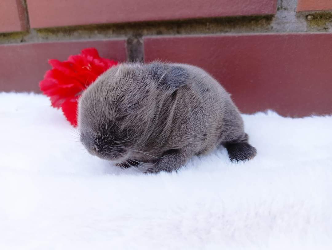 Mini lop, królik miaturka, króliczek baranek, karzełek