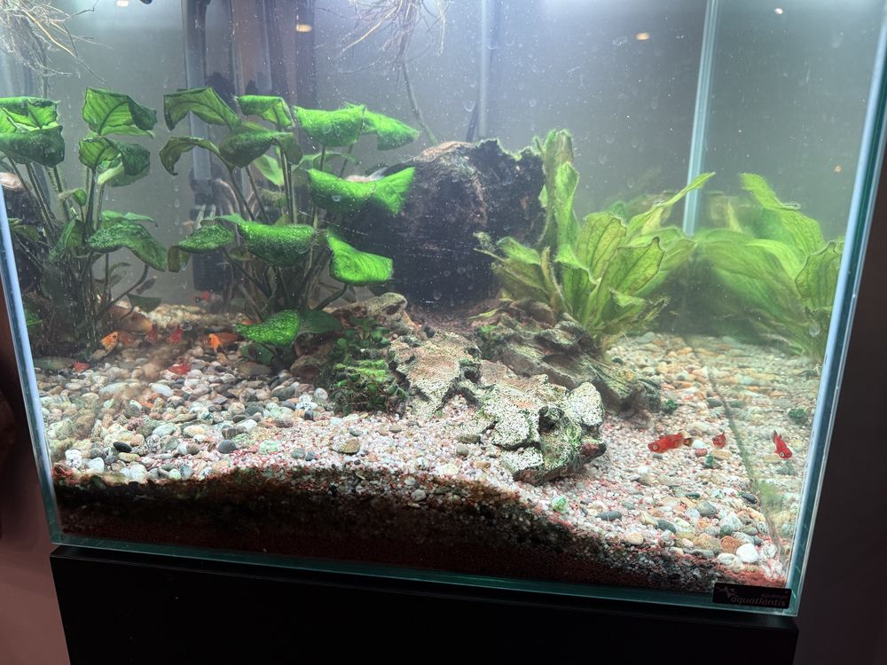 Aquario de agua quente com movel