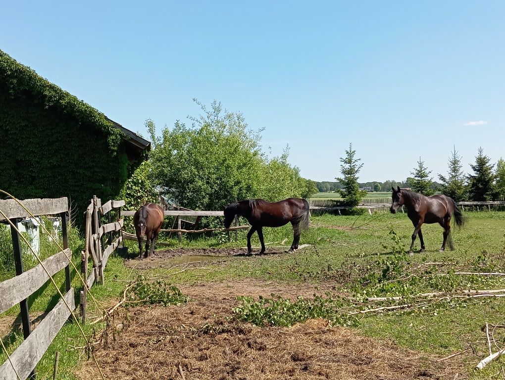 Agroturystyka (Szczere Pole)
