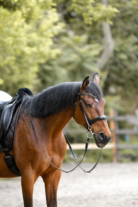 Аренда лошади для фотосессий Днепр