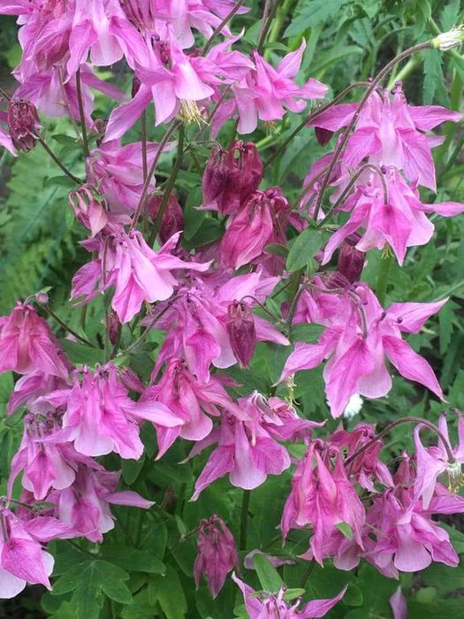 Многолетние цветы и кустарники.