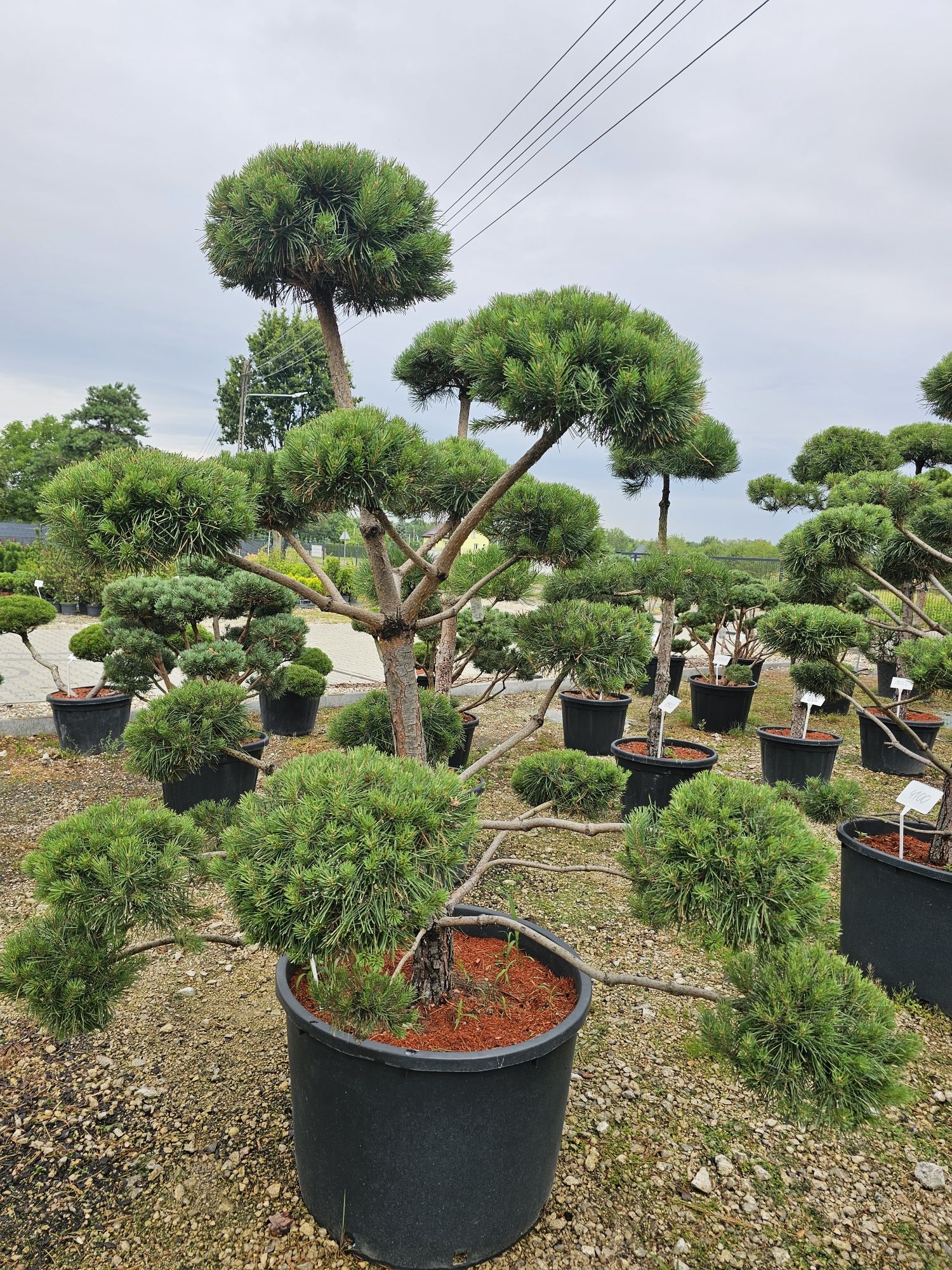 Bonsai sosna pospolita oraz czarna