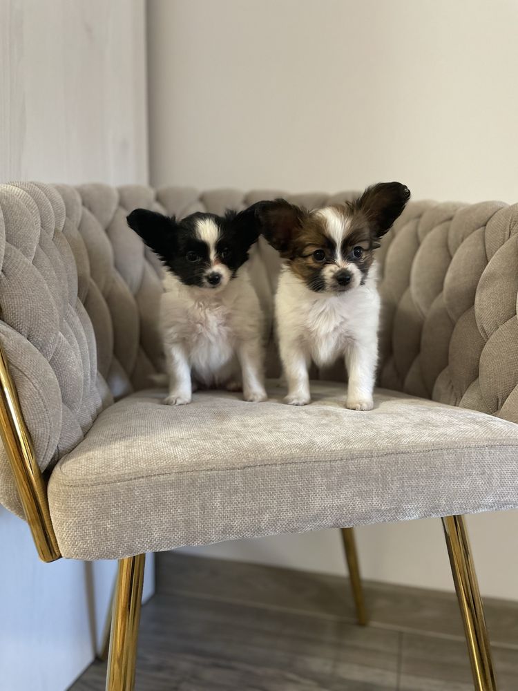 Spaniel kontynentalny -Papillon