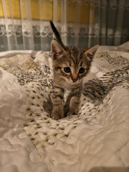 Śliczne kotki szukają nowych domów