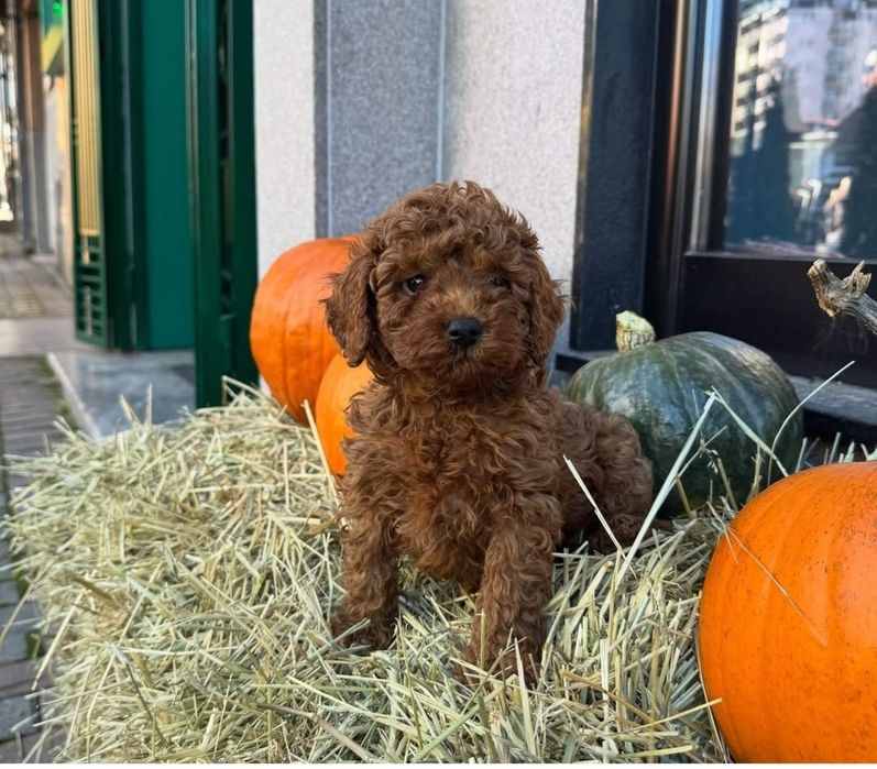 Той пудель  . красавчік !