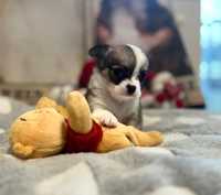 Chihuahua suczka wychowana przez behawioryste.