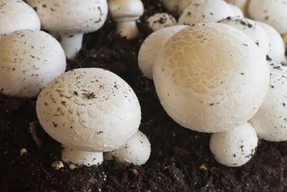 Мицелий грибов шампиньонов - семена очень высокой всхожести