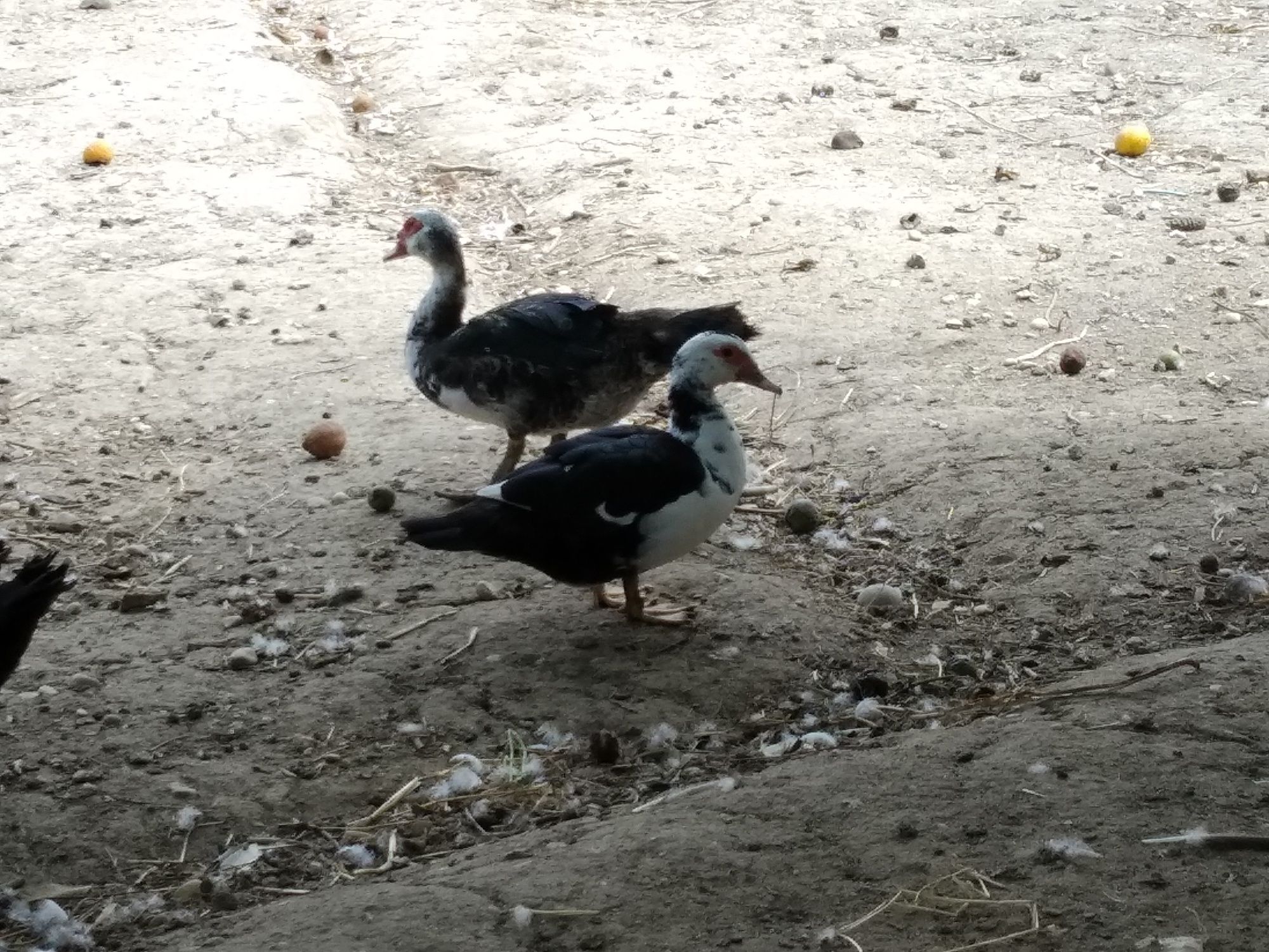 Patos criados no campo