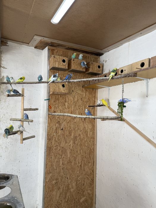 Papugi faliste na sprzedaz 30zl za sztuke